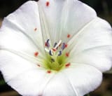 lisarvensis